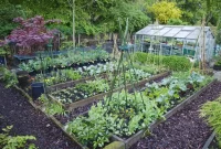 Edible Gardens: Growing Your Own Fruits and Vegetables