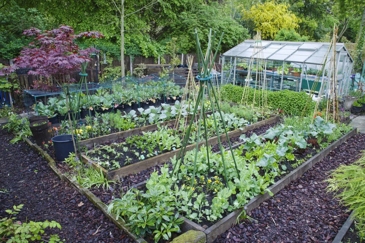 Edible Gardens: Growing Your Own Fruits and Vegetables