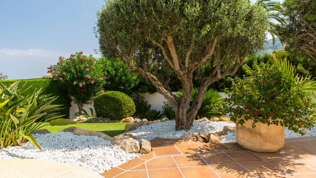 Mediterranean Garden Design: Bringing Warmth to Your Landscape