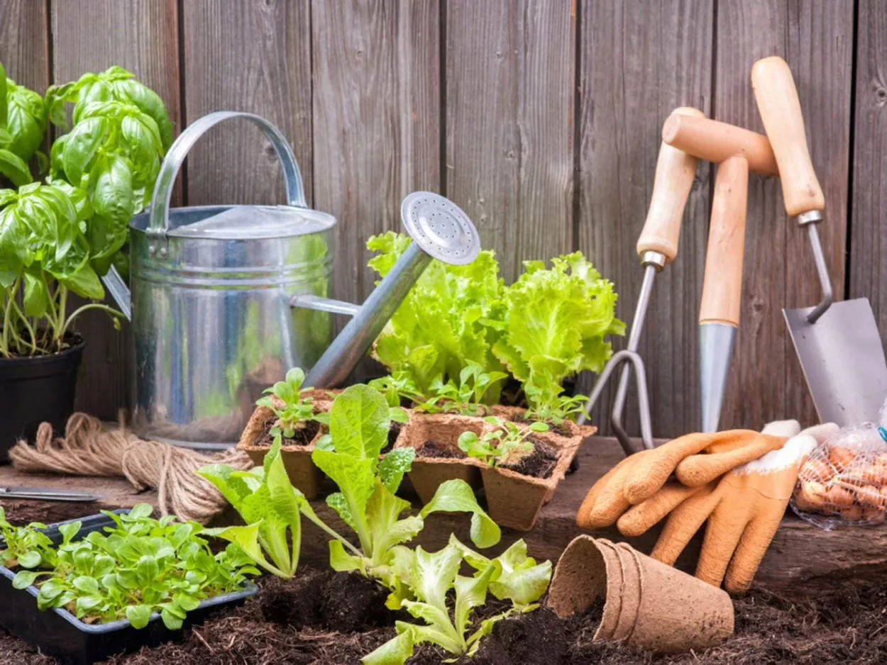 The Beginner's Guide to Starting a Home Garden