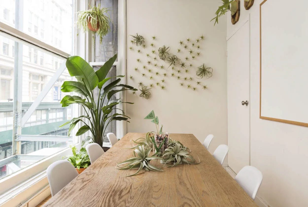 Transforming Spaces with Indoor Plants